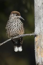 Attēlu rezultāti vaicājumam “Nucifraga caryocatactes adult”