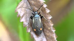 Attēlu rezultāti vaicājumam “Adelphocoris seticornis”