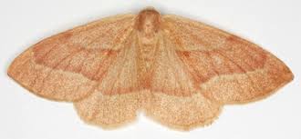 Attēlu rezultāti vaicājumam “Hylaea fasciaria”