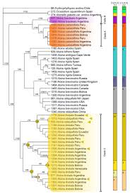 Attēlu rezultāti vaicājumam “Aloina rigida sporophyte”