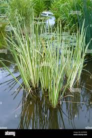 Image result for Acorus calamus