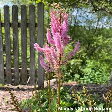 Attēlu rezultāti vaicājumam “Astilbe chinensis”