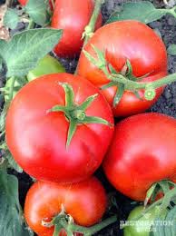 Afbeeldingsresultaat voor millionaire tomato