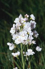 Attēlu rezultāti vaicājumam “Cardamine pratensis flower”