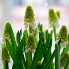 Attēlu rezultāti vaicājumam “Muscari armeniacum flower”