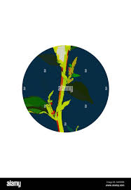 Attēlu rezultāti vaicājumam “Chenopodium polyspermum var. acutifolium flower”