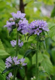 Attēlu rezultāti vaicājumam “Campanula cervicaria flower”