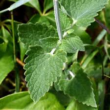 Image result for Nepeta cataria