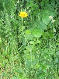 Attēlu rezultāti vaicājumam “Tragopogon pratensis subsp. pratensis”
