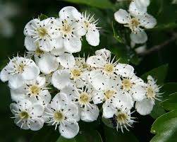 Attēlu rezultāti vaicājumam “Crataegus monogyna”