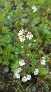 Attēlu rezultāti vaicājumam “Euphrasia”