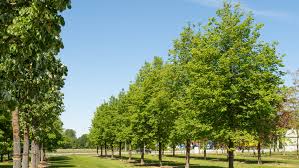 Attēlu rezultāti vaicājumam “Tilia cordata”