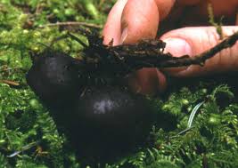 Attēlu rezultāti vaicājumam “Pseudoplectania nigrella”