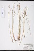 Attēlu rezultāti vaicājumam “Juncus alpinoarticulatus”