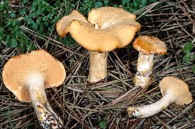 Attēlu rezultāti vaicājumam “Hydnum rufescens”