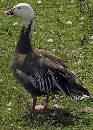 Image result for Anser caerulescens