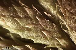 Attēlu rezultāti vaicājumam “Sphagnum teres”