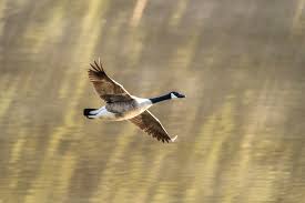 Attēlu rezultāti vaicājumam “Branta canadensis”