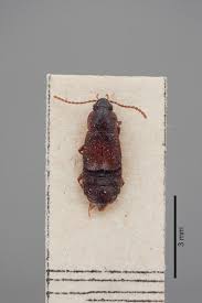 Attēlu rezultāti vaicājumam “Colymbetes paykulli”