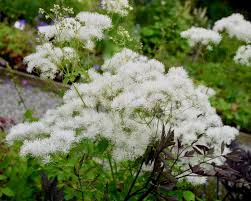 Attēlu rezultāti vaicājumam “Thalictrum aquilegifolium flower”