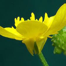 Attēlu rezultāti vaicājumam “Ranunculus bulbosus flower”