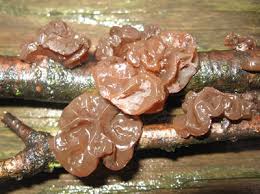 Attēlu rezultāti vaicājumam “Exidia recisa”