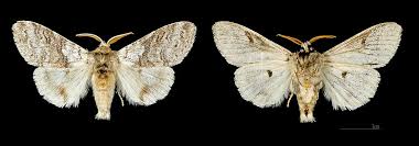 Attēlu rezultāti vaicājumam “Calliteara pudibunda larva”