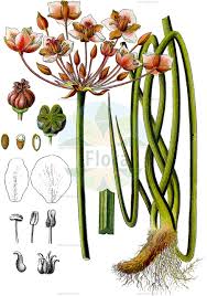 Attēlu rezultāti vaicājumam “Butomaceae”