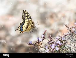 Attēlu rezultāti vaicājumam “Papilio machaon”