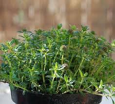 Image result for Satureja hortensis