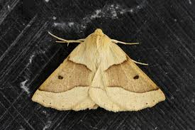 Attēlu rezultāti vaicājumam “Crocallis elinguaria imago”