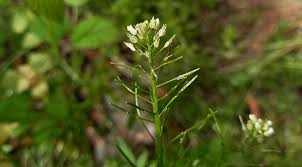 Attēlu rezultāti vaicājumam “Cardamine impatiens flower”