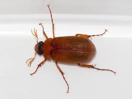 Attēlu rezultāti vaicājumam “Serica brunnea”