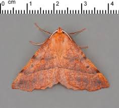 Attēlu rezultāti vaicājumam “Epiblema grandaevana”