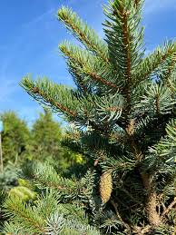 Attēlu rezultāti vaicājumam “Picea”