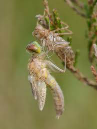 Attēlu rezultāti vaicājumam “Leucorrhinia”