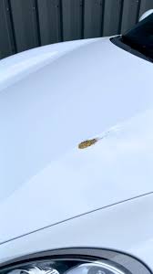 Image result for Berger Yellow 1979 Jaguar