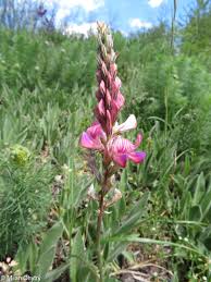 Attēlu rezultāti vaicājumam “Onobrychis arenaria leaf”