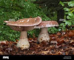 Attēlu rezultāti vaicājumam “Cortinarius praestans”