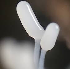 Attēlu rezultāti vaicājumam “Arcyria denudata stalked”