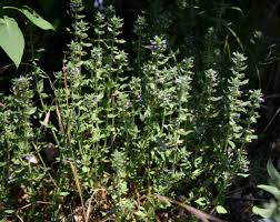 Attēlu rezultāti vaicājumam “Acinos arvensis”