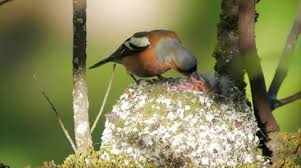 Attēlu rezultāti vaicājumam “Fringilla coelebs nest”