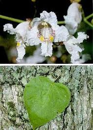 Attēlu rezultāti vaicājumam “Catalpa”