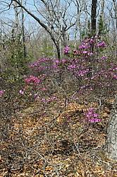 Attēlu rezultāti vaicājumam “Rhododendron sichotense”