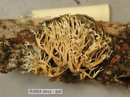 Attēlu rezultāti vaicājumam “Lentaria sp.”