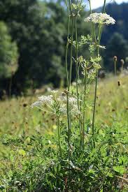 Attēlu rezultāti vaicājumam “Peucedanum oreoselinum”