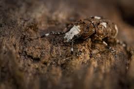 Attēlu rezultāti vaicājumam “Platystomos albinus”