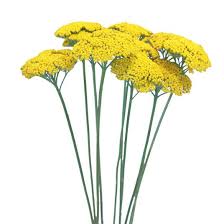Attēlu rezultāti vaicājumam “Achillea millefolium flower”