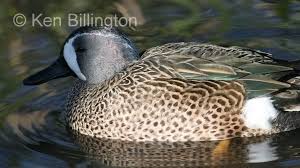 Image result for Anas discors