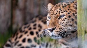 Image result for Essex Leopards